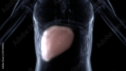 Liver a Part of Human Digestive System Anatomy X-ray 3D rendering © Art of Kosi