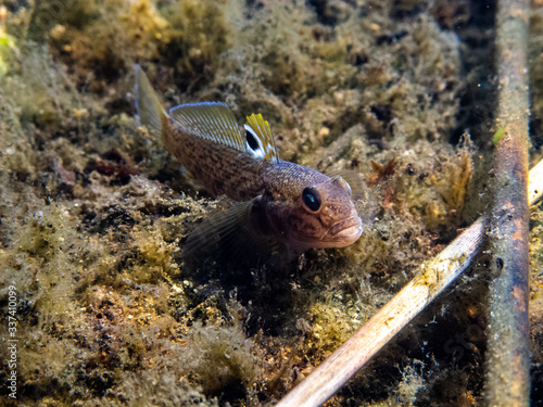 Freshwater fish in Danube. 