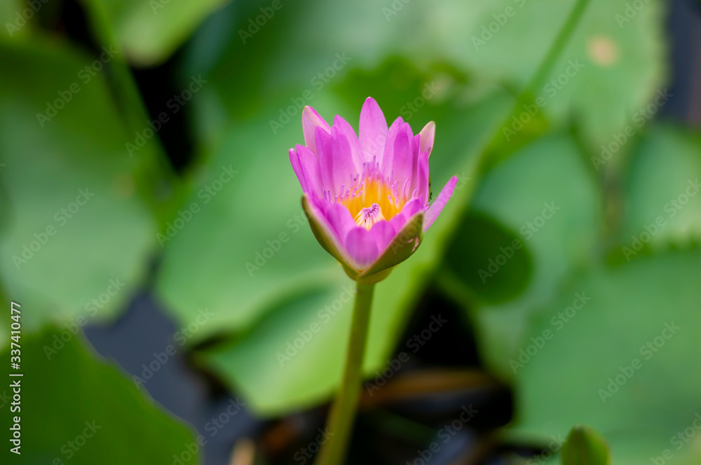 Blooming lotus flowers at the pool