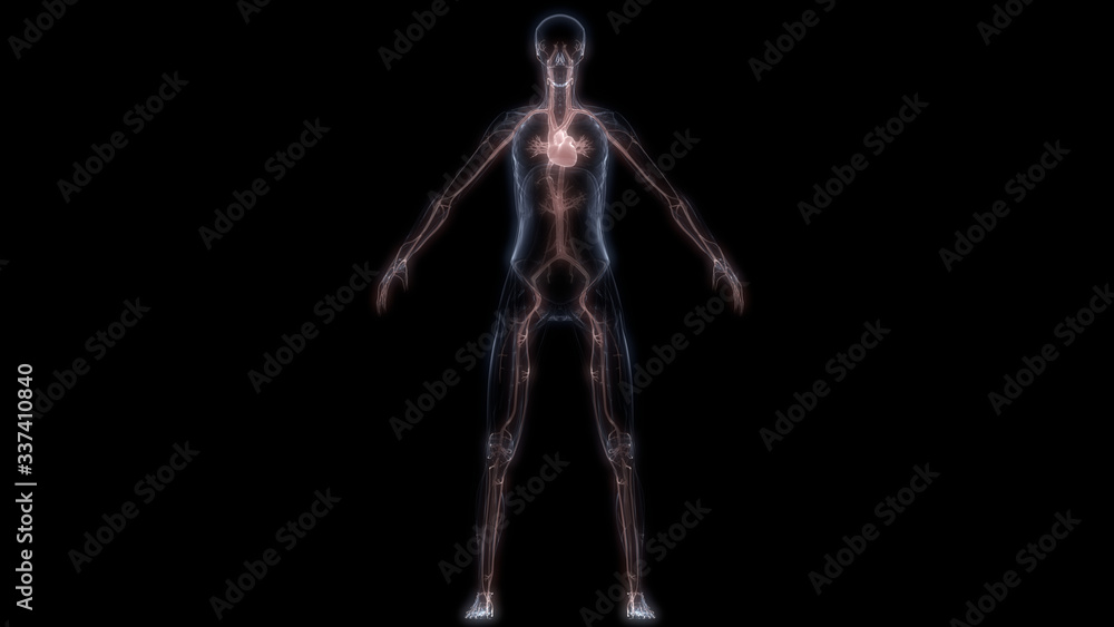 Human Internal Organ of Heart with Circulatory System Anatomy X-ray 3D rendering Human Internal Organ of Heart with Circulatory System Anatomy X-ray 3D rendering