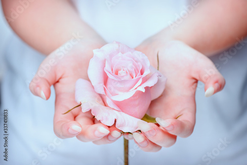 Nails, hands, rose close-up. Natural manicure nails. Beautiful girl hands holding pink rose. Rose in the hands girl. Beautiful, natural fingernails. Nails, hands, rose close-up.