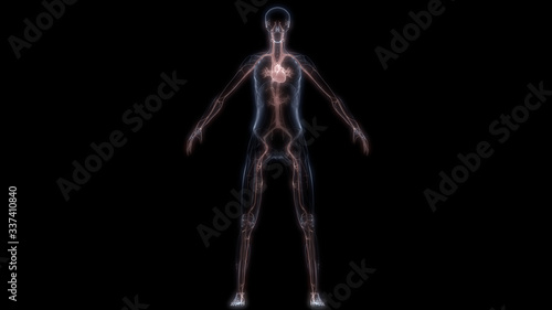 Human Internal Organ of Heart with Circulatory System Anatomy X-ray 3D rendering © Art of Kosi