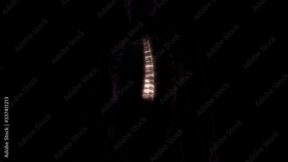 Vertebral Column Thoracic Vertebrae of Human Skeleton Anatomy X-ray 3D rendering Vertebral Column Thoracic Vertebrae of Human Skeleton Anatomy X-ray 3D rendering