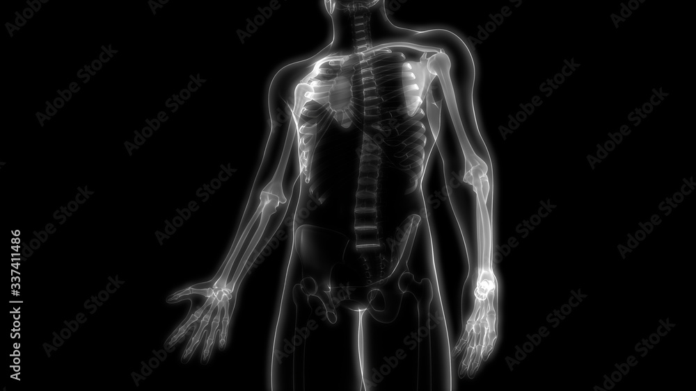Joints of Human Skeleton System Anatomy 3D Rendering