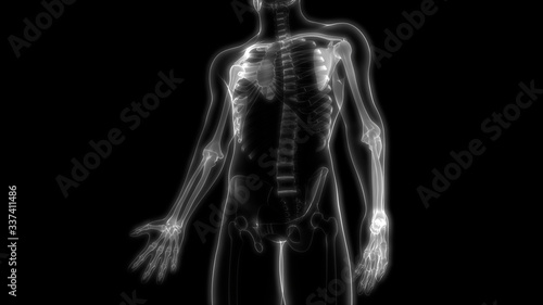 Joints of Human Skeleton System Anatomy 3D Rendering © Art of Kosi