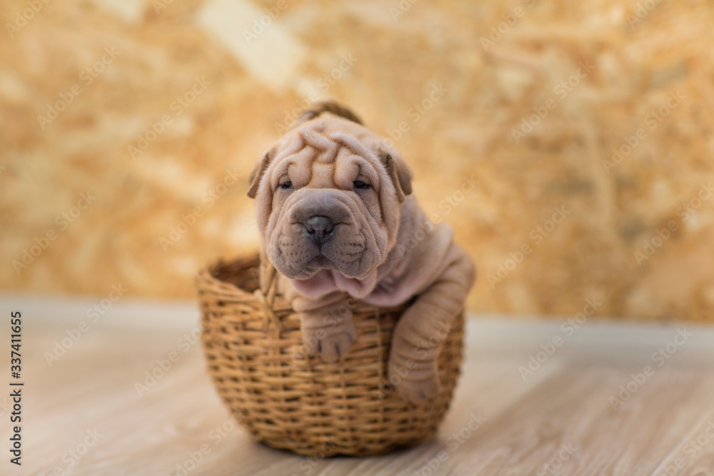 Obraz premium little cute puppy sharpei folds