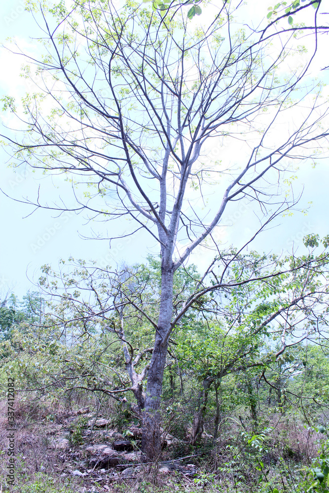 old tree in the forest