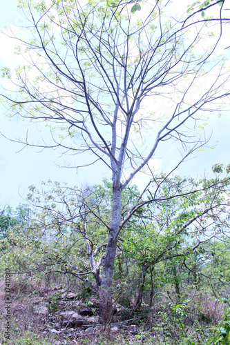 old tree in the forest