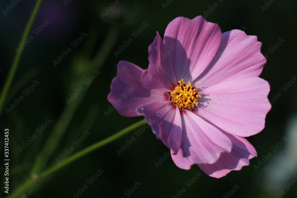 Obraz premium Beautiful purple Cosmos flowers in the garden. Violet flowers pictures. Cosmos bipinnatus, commonly called the garden cosmos or Mexican aster.