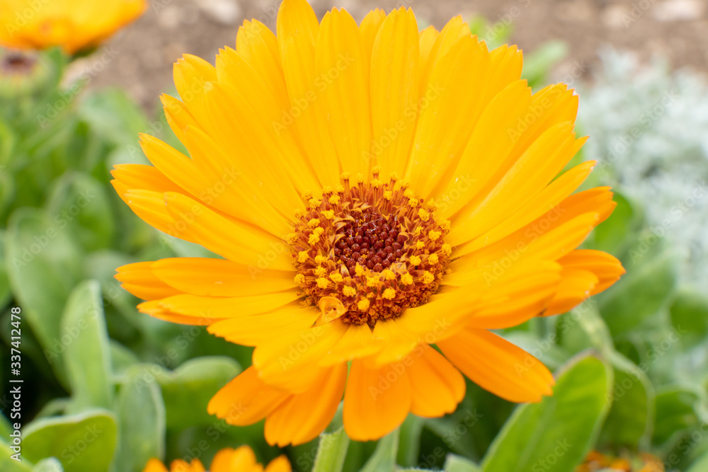 macro of an orange calendula flower with green leaves macro of an orange calendula flower with green leaves