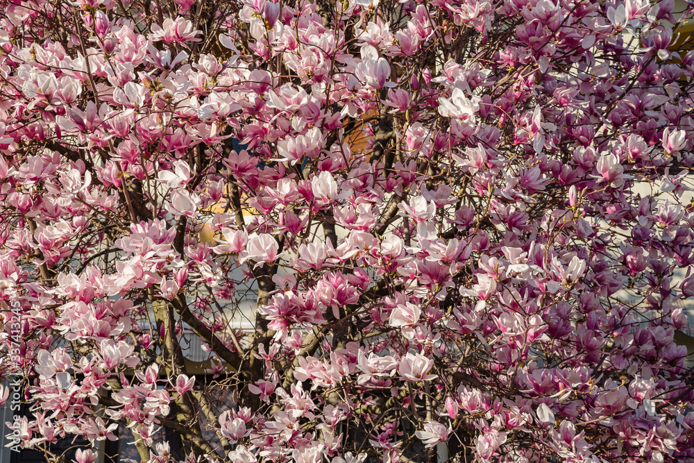 Spring nature. View of beautiful fresh bloomed light pink magnolia flowers in spring sunny day. Magnolia flowers background Spring nature. View of beautiful fresh bloomed light pink magnolia flowers in spring sunny day. Magnolia flowers background