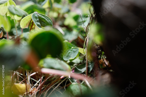 Kleeblatt auf dem Waldboden im Sonnenlicht photo