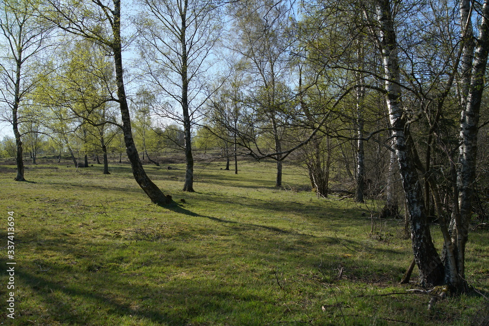 Obraz premium Birch Taiga like forest landscape during spring