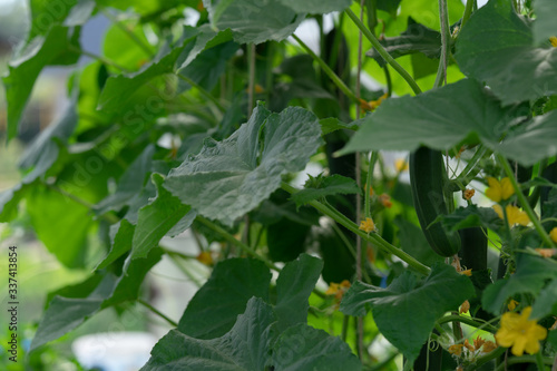 Wallpaper Mural Closeup of cucumbers hanging on a plant. Big green leaves. Torontodigital.ca