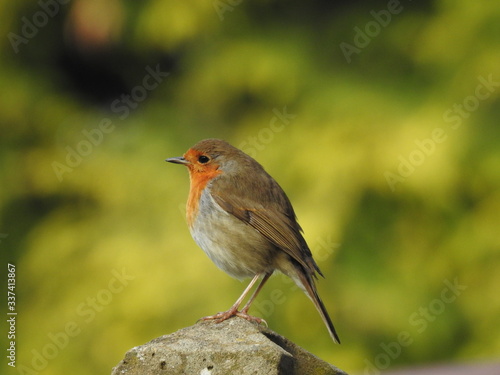 robin on a fence