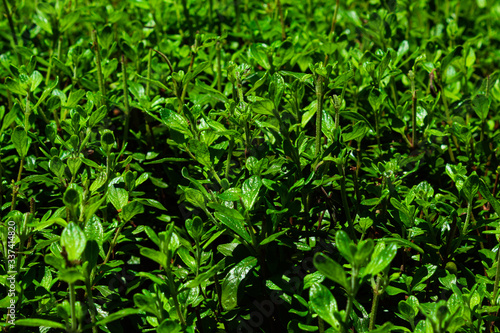 Mint plant. Fresh and green mint leaves. Nature background.