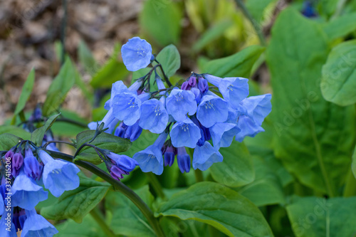 Canvas Print Virginia bluebells on an overcast day