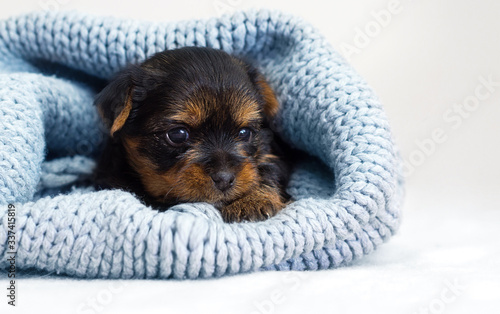 little cute puppy in a knitted blanket