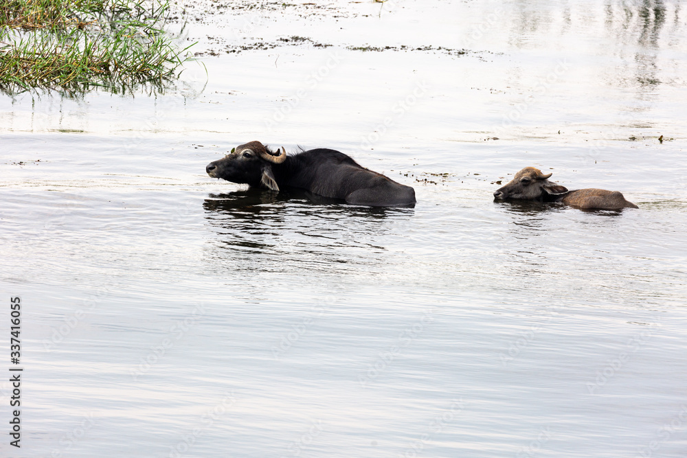 Fototapeta premium Cow on the coast of Nile