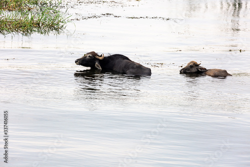 Cow on the coast of Nile