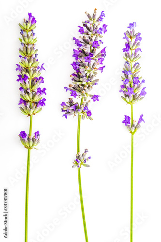 Bouquet of lavender flowers and seeds on white background. Isolated on white background.