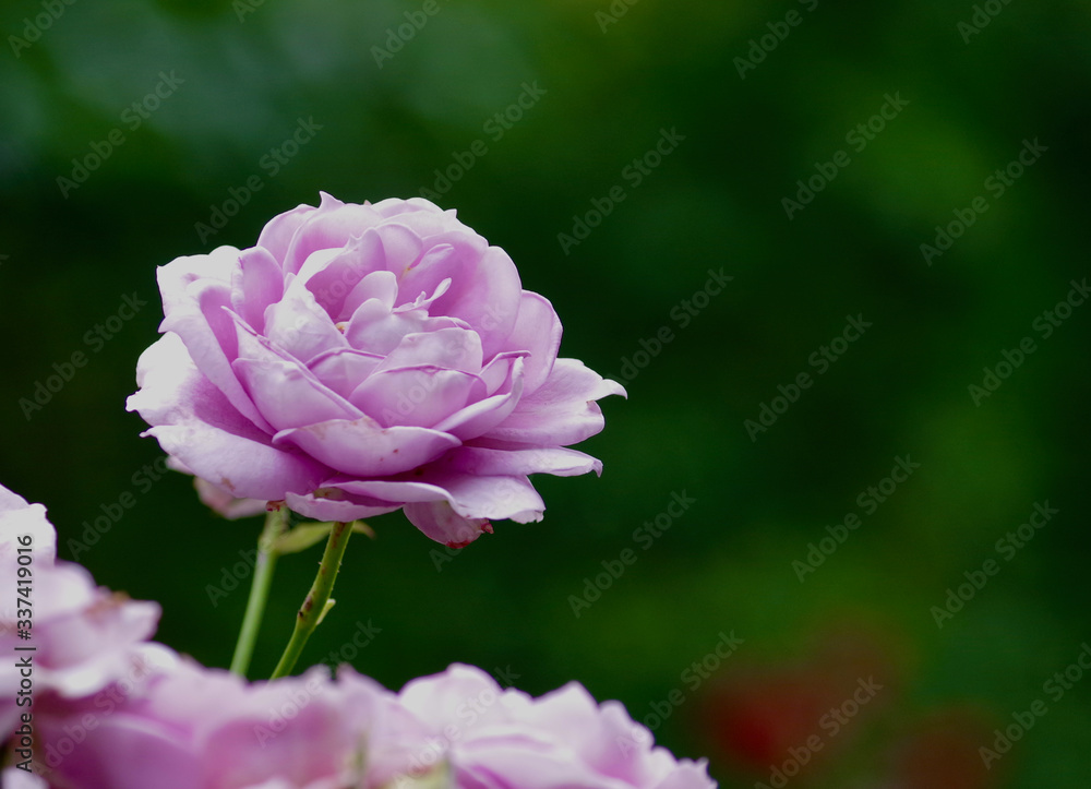 Fototapeta premium Selective Focus on Light Purple Rose with Dark Green Background