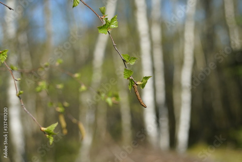 Heide Landschaft im Frühling Betula pendula mit Kätzchen