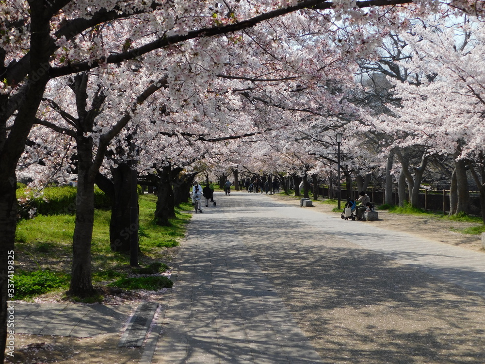 Naklejka premium 大阪城公園の桜