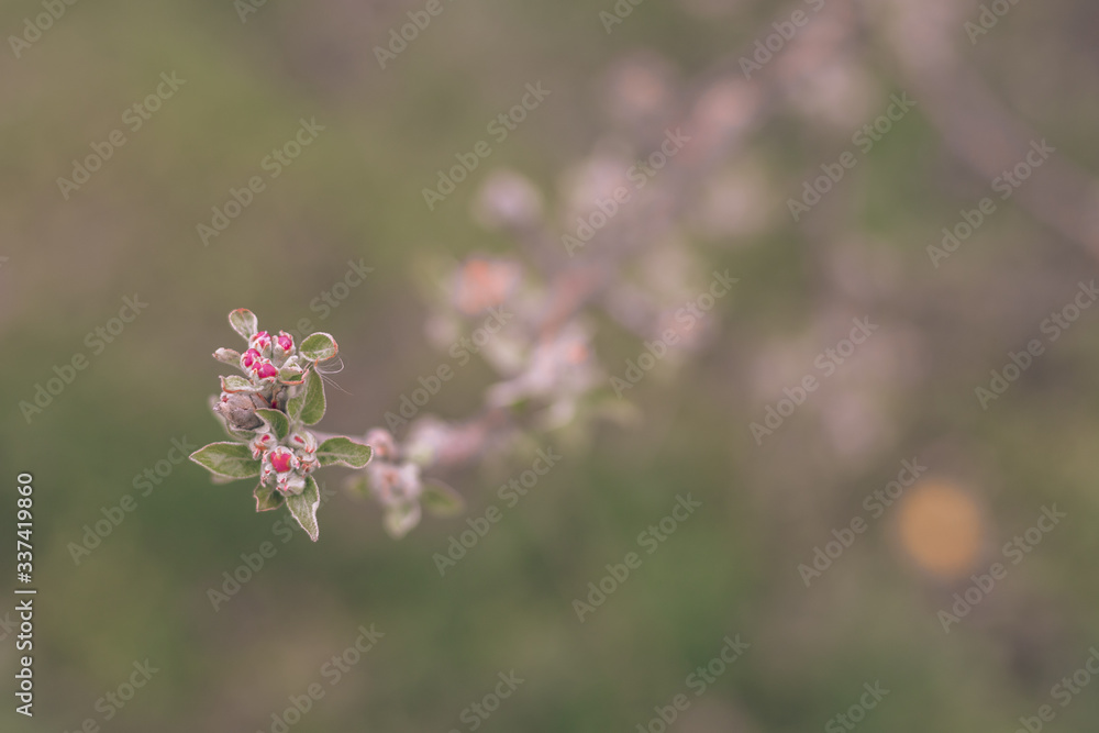 Pear bud flower in spring. Pear flower buds on a tree branch in early spring. Pink flower. Bright green leaves. Branch of a blossoming tree with beautiful flowers. Pear bud flower in spring. Pear flower buds on a tree branch in early spring. Pink flower. Bright green leaves. Branch of a blossoming tree with beautiful flowers.