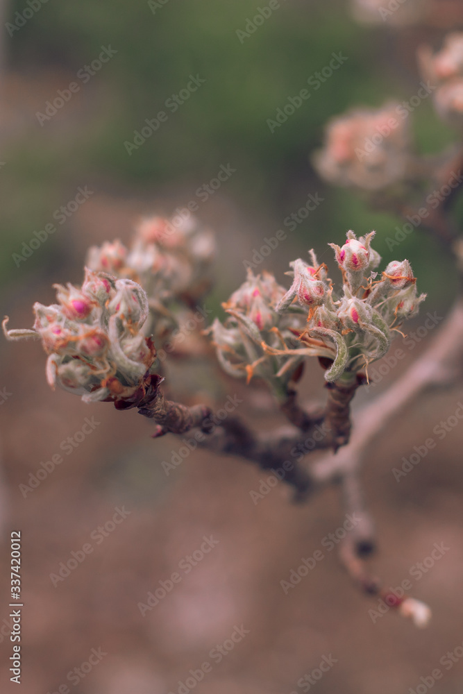 Pear bud flower in spring. Pear flower buds on a tree branch in early spring. Pink flower. Bright green leaves. Branch of a blossoming tree with beautiful flowers. Pear bud flower in spring. Pear flower buds on a tree branch in early spring. Pink flower. Bright green leaves. Branch of a blossoming tree with beautiful flowers.