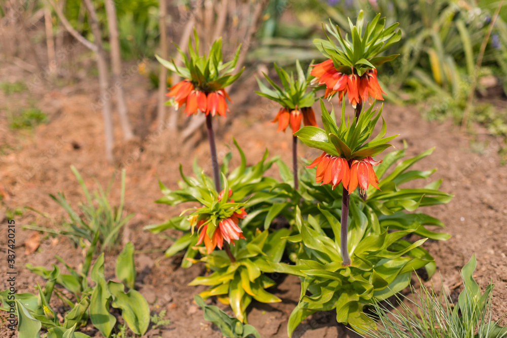Orange tsetok from the family of liliaceae Fritillaria Imperialis or Grouse Blooms in early spring on a flower bed.
The concept of gardening and floriculture Orange tsetok from the family of liliaceae Fritillaria Imperialis or Grouse Blooms in early spring on a flower bed.
The concept of gardening and floriculture
