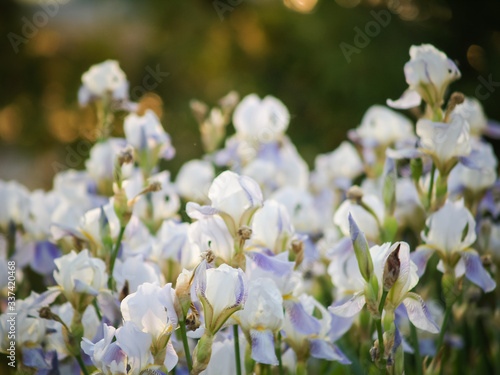 
field of blooming white with lilac irises in backlight