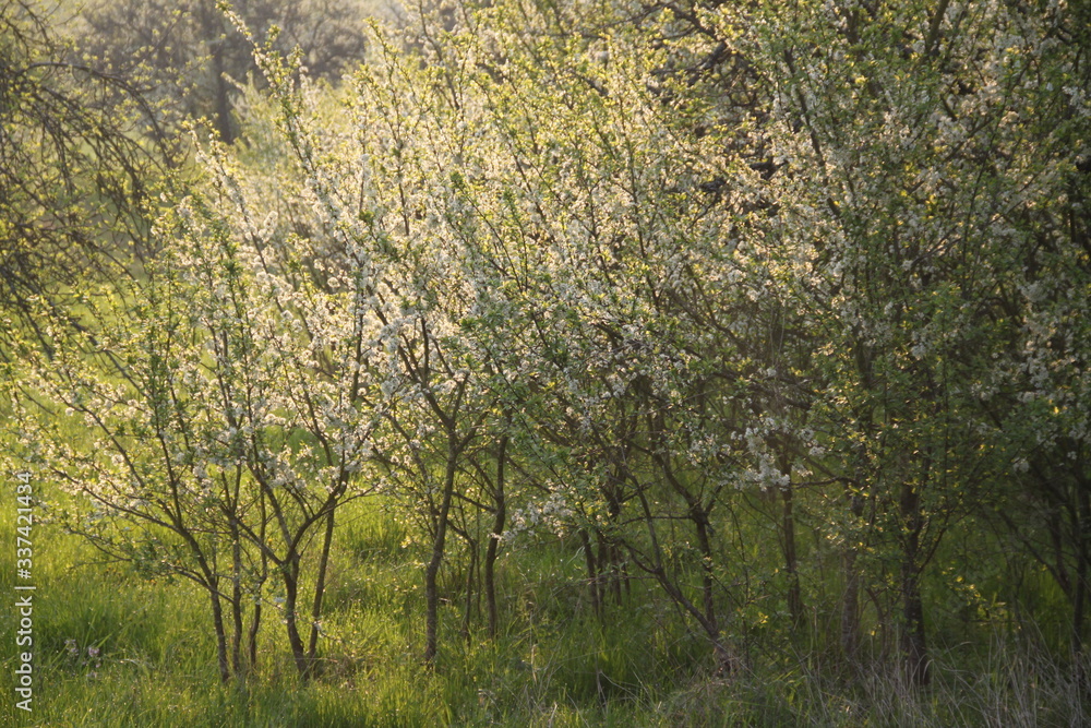 Mirabelle plums orchard flowering trees during springtime Mirabelle plums orchard flowering trees during springtime