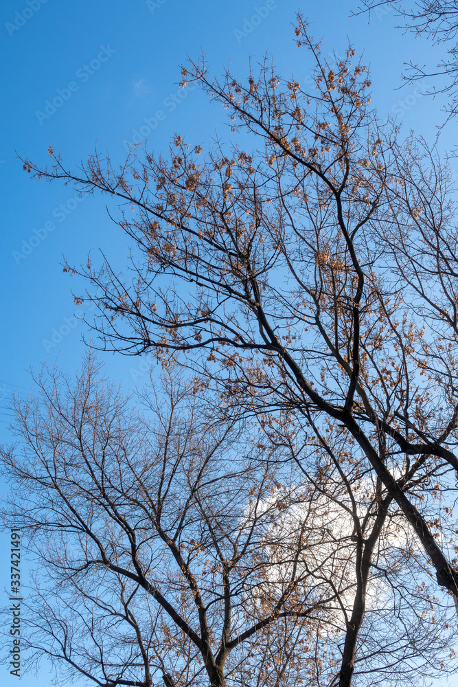Bare trees against blue sky on sunny spring day. Bare trees against blue sky on sunny spring day.