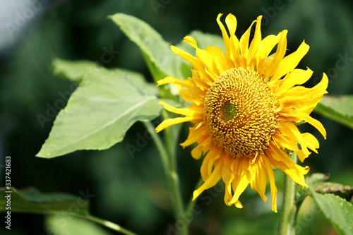 Sunflower in the farm , close up