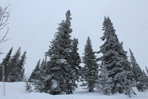 Winter snowy coniferous forest in cloudy weather.
