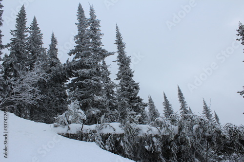 Winter snowy coniferous forest in cloudy weather.