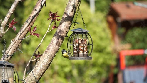 A blue tit on a garden bird feeder