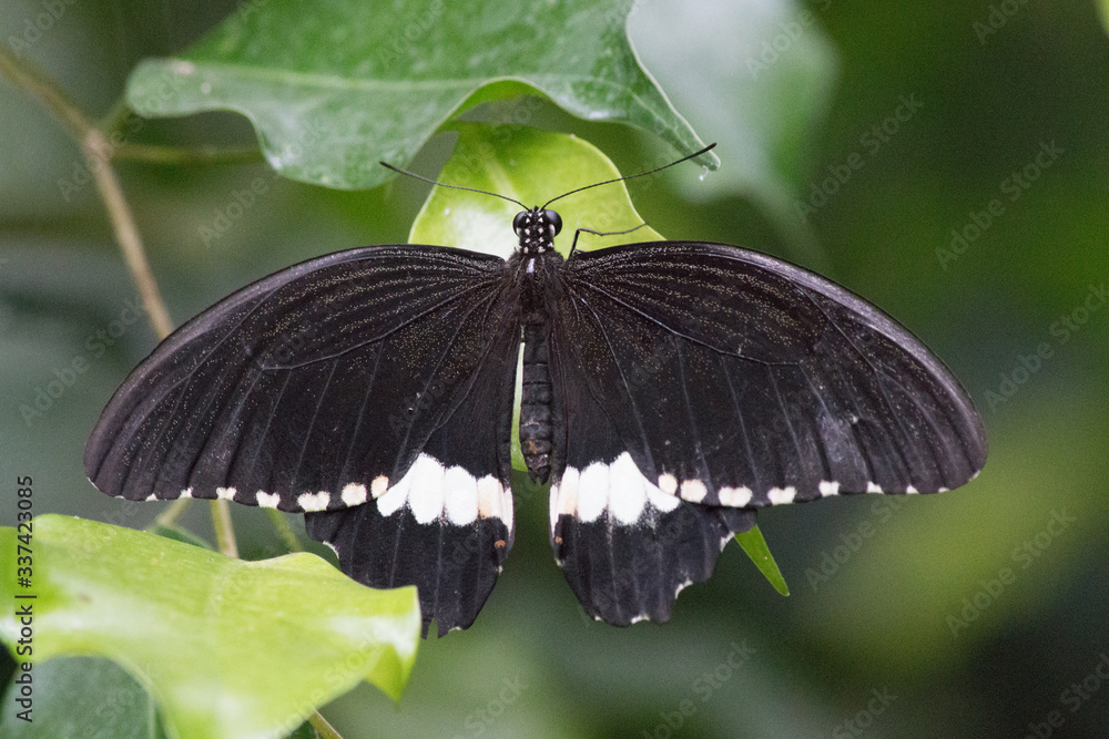 Fototapeta premium Common Mormon (in german Kleiner Mormon or Gewöhnlicher Mormon) Papilio polytes