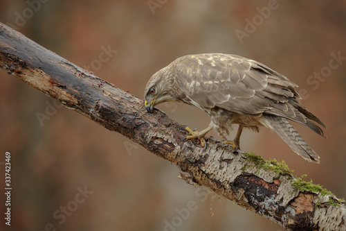 Common buzzard beak cleaning