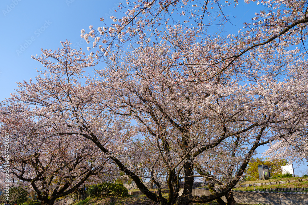 津久井湖城山公園 水の苑地　散り始めた桜