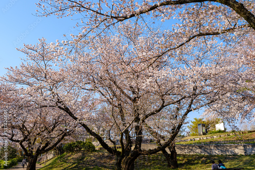 津久井湖城山公園 水の苑地　散り始めた桜