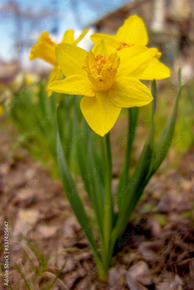 Yellow spring daffodil flower close-up on a blurred background. Yellow spring daffodil flower close-up on a blurred background.