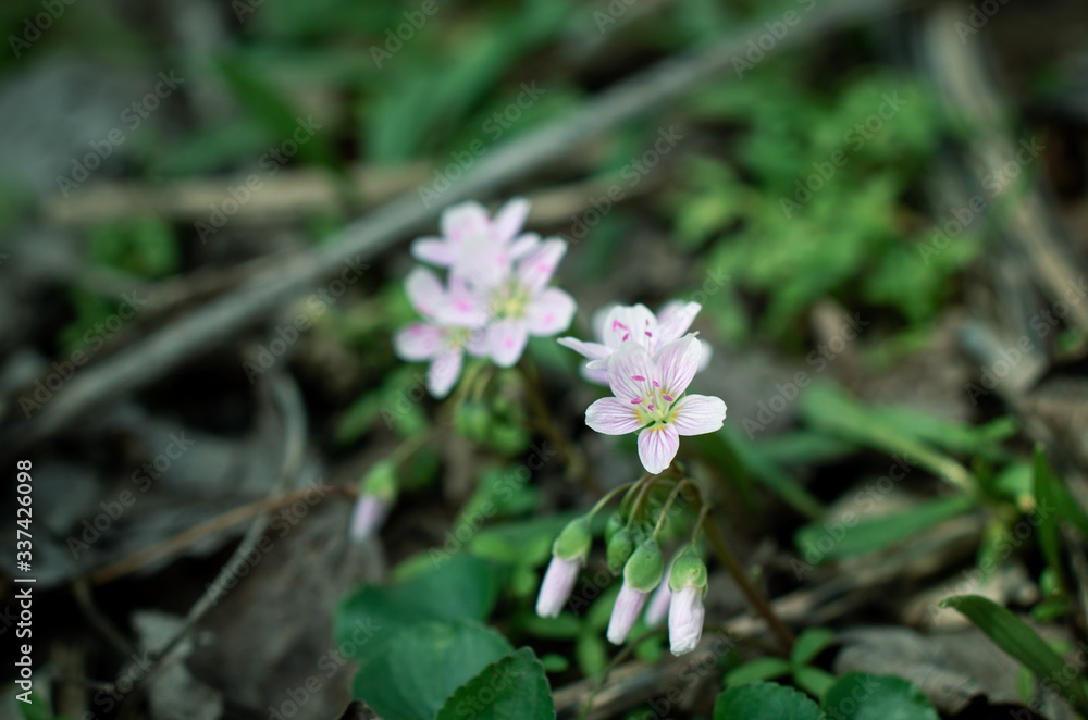 Obraz premium spring flowers in the garden