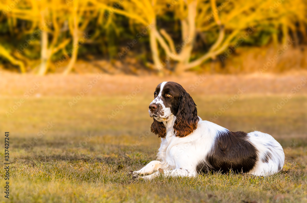 Hunting dog in the meadow in autumn. Pointing dog.
