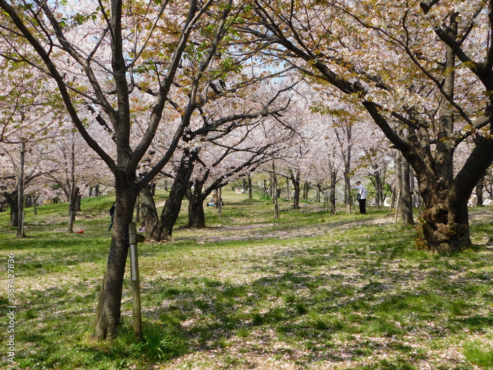 桜の花が散り始めた毛馬桜之宮公園