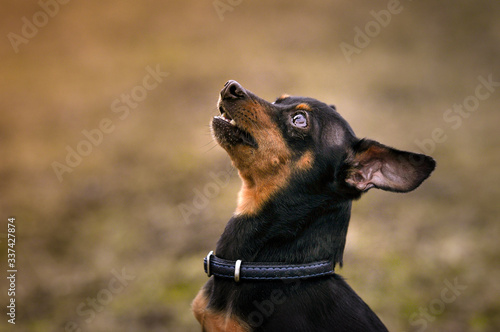 Valokuva Close-up portrait of a dog breed Prague Ratter in nature background in autumn
