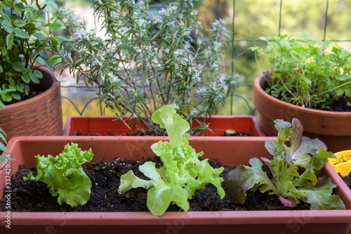 balcony gardening fresh and organic vegetables
