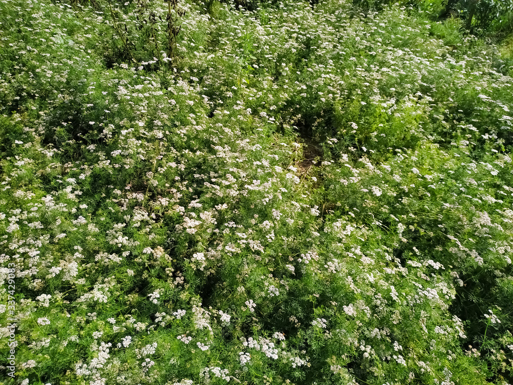 Dhaniya, coriander green natural and wallpaper background. Nepal Dhaniya, coriander green natural and wallpaper background. Nepal