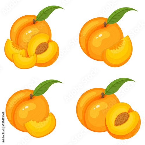 Set of fresh whole, half, cut slice peach fruits isolated on white background. Summer fruits for healthy lifestyle. Organic fruit. Cartoon style. Vector illustration for any design.